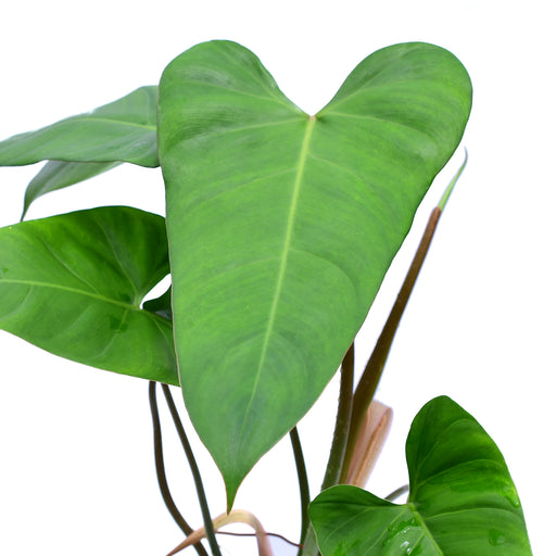 Philodendron pinnatilobum aff