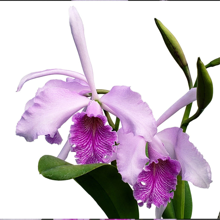 Cattleya Amazone