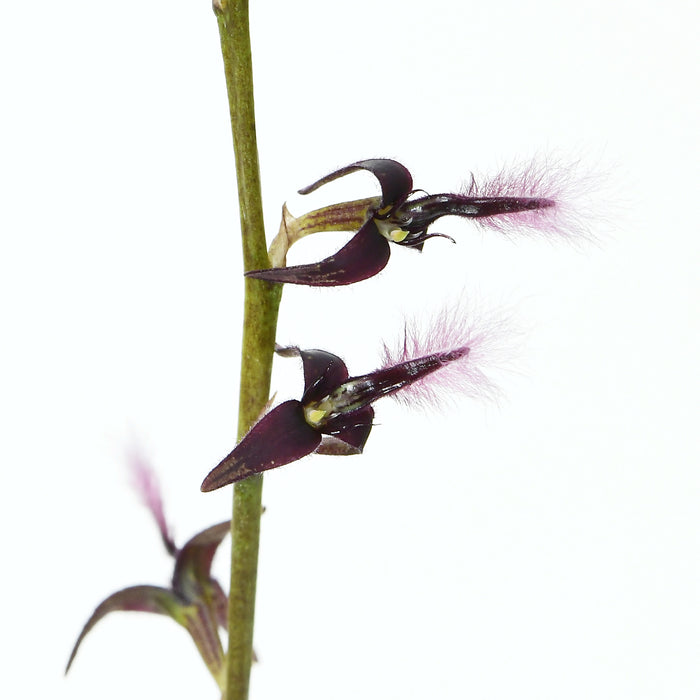 Bulbophyllum saltatorium var. albociliatum