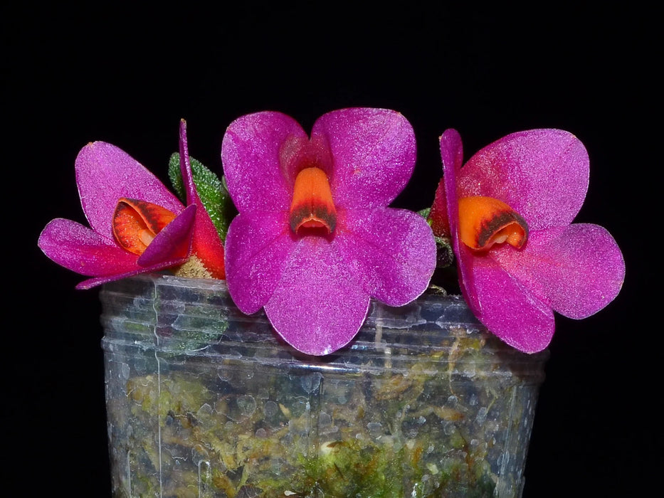 Dendrobium cuthbersonii pink