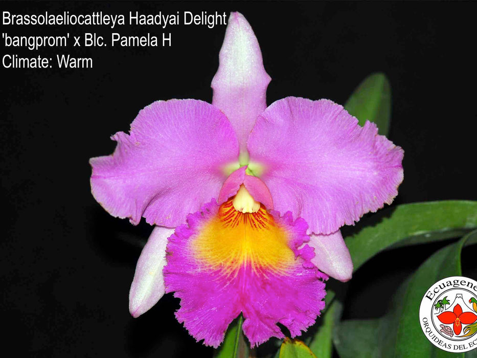 Brassolaeliocattleya Haadyai Delight bangprom x Blc. Pamela H