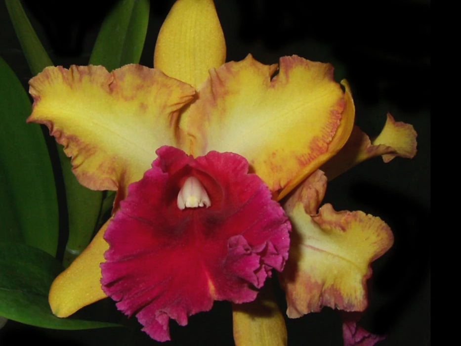 Brassolaeliocattleya Kalbera Beauty Song Of Canary