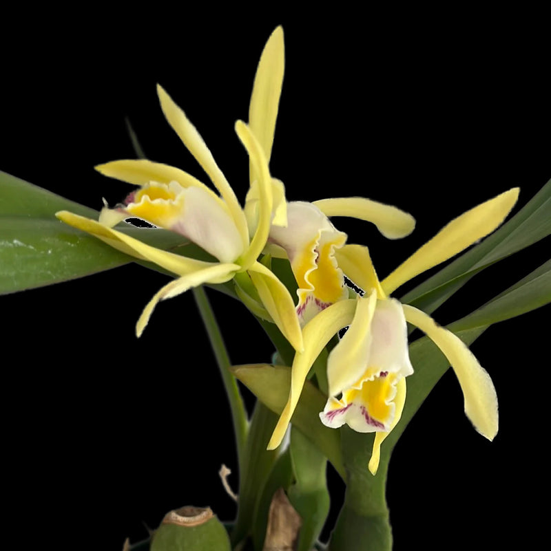 Cattleya iricolor f. xanthina 'Ecuagenera'