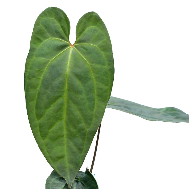 Anthurium Amazon Fox 'Inverse crossing'