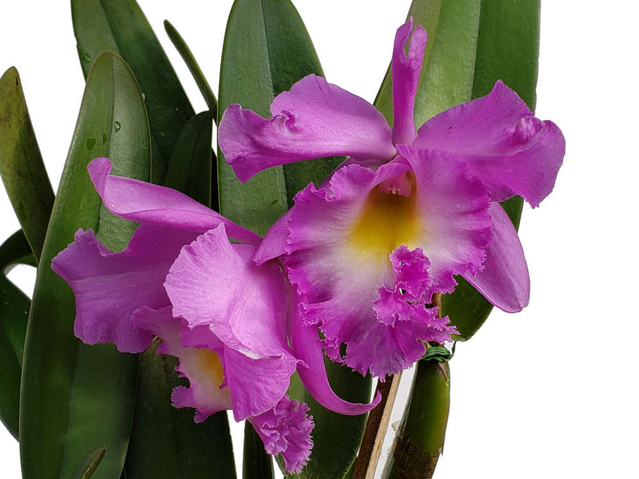 Brassolaeliocattleya Aristocrat x Rhyncholaelia digbyana x Blc. Pamela Hetherington