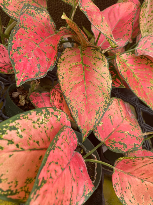 Aglaonema Valentine