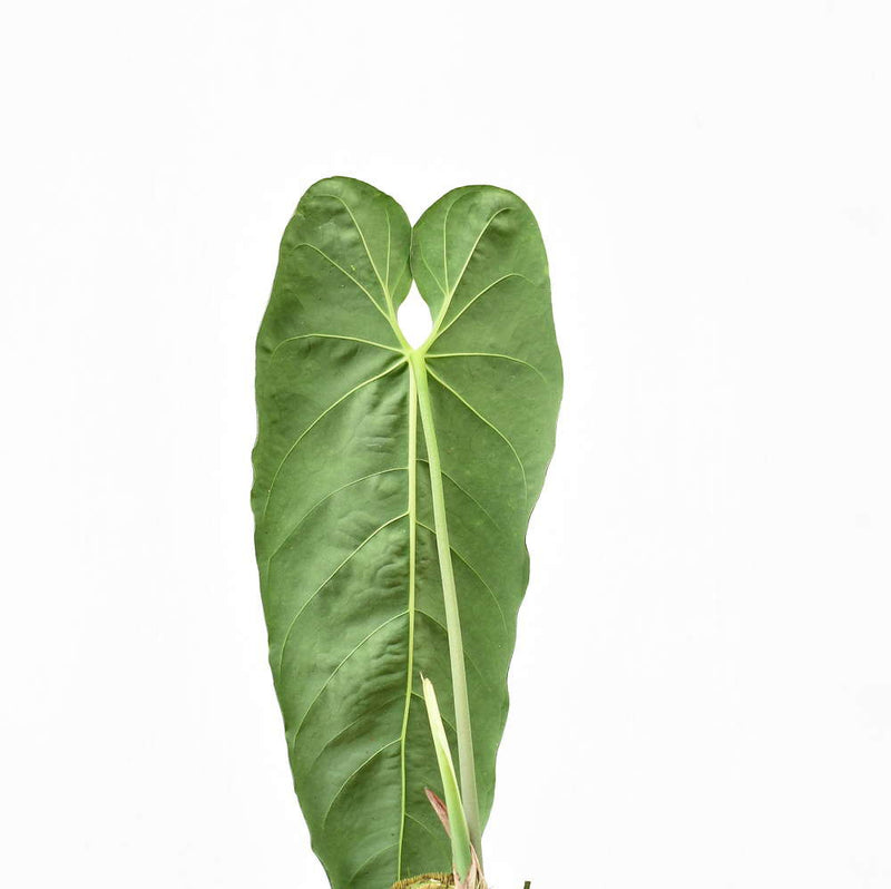 Anthurium metallicum