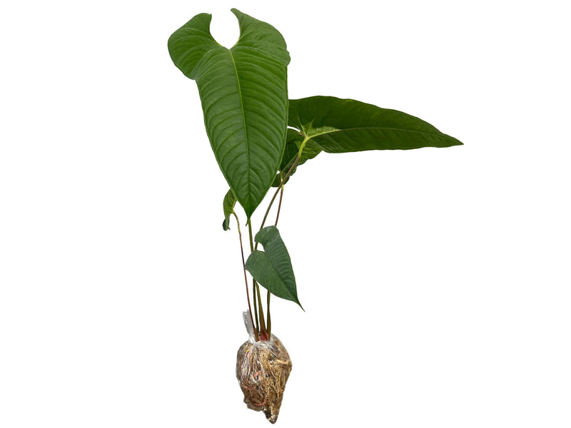 Anthurium chilmabajense