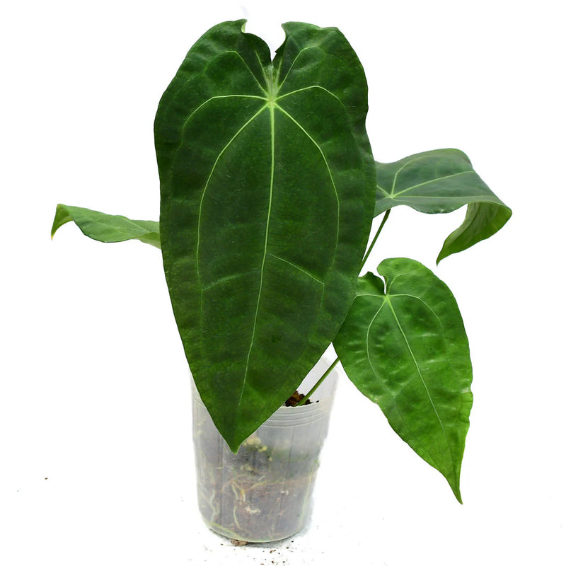 Anthurium Fullmoon