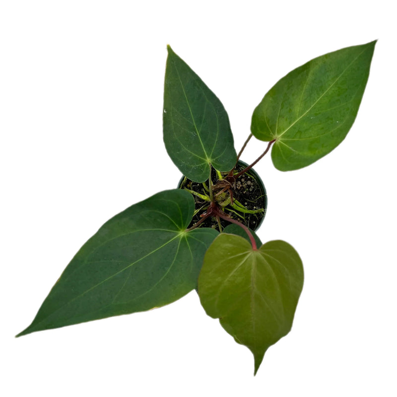 Anthurium Shuar Princess 'inverse crossing'