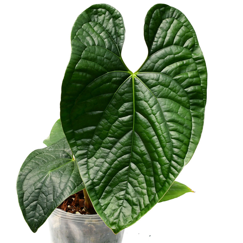 Anthurium Lovely Sarahi