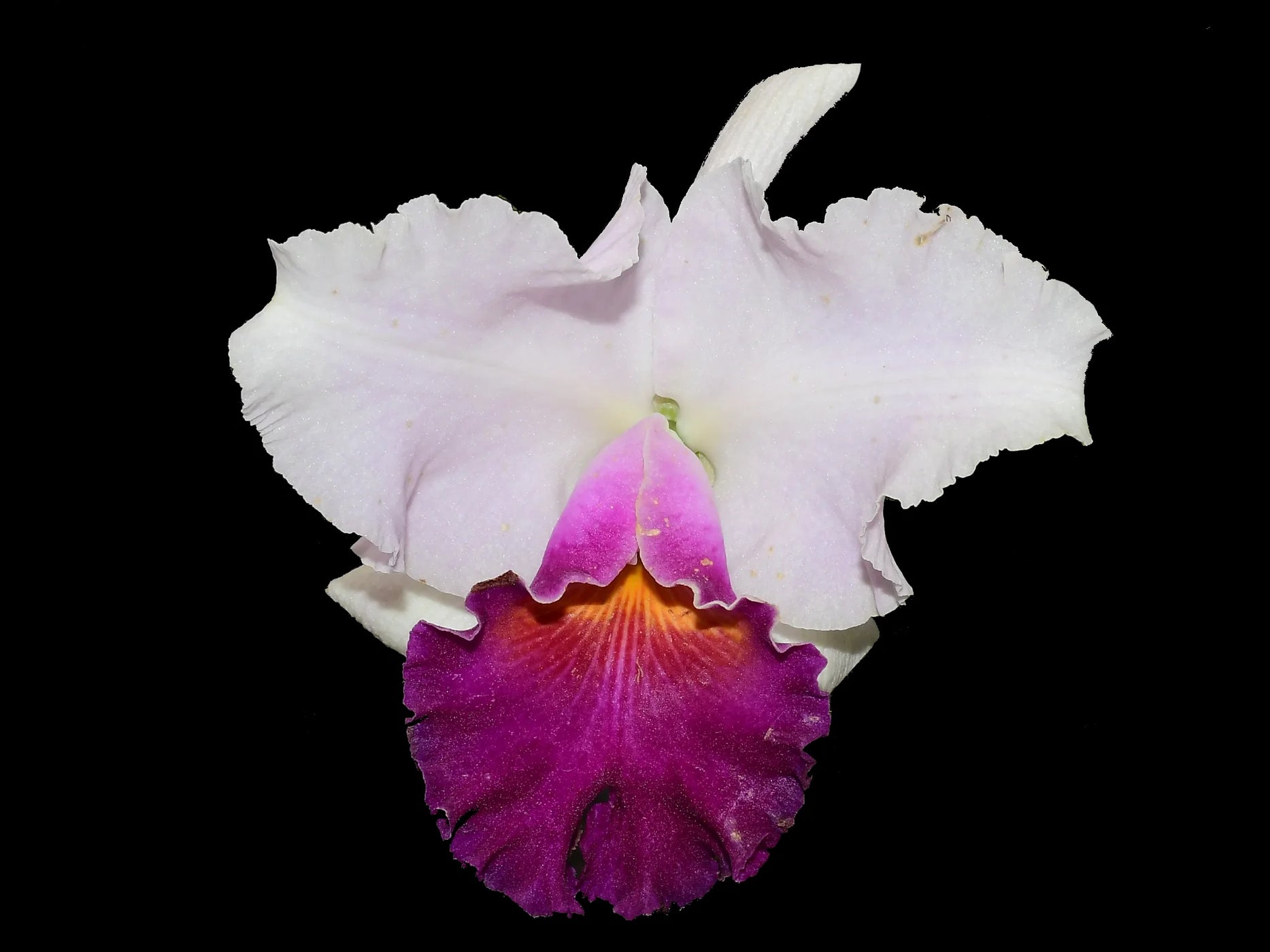 Rhyncholaeliocattleya Izumi Carol — Ecuagenera California