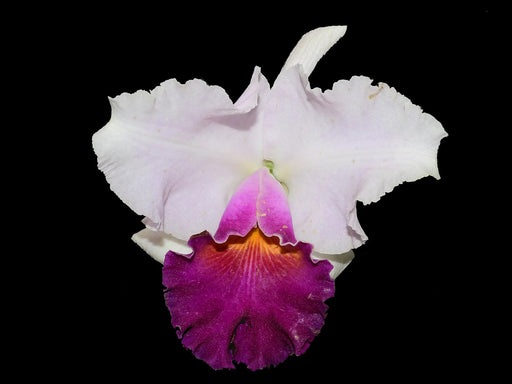 Rhyncholaeliocattleya Izumi Carol — Ecuagenera California