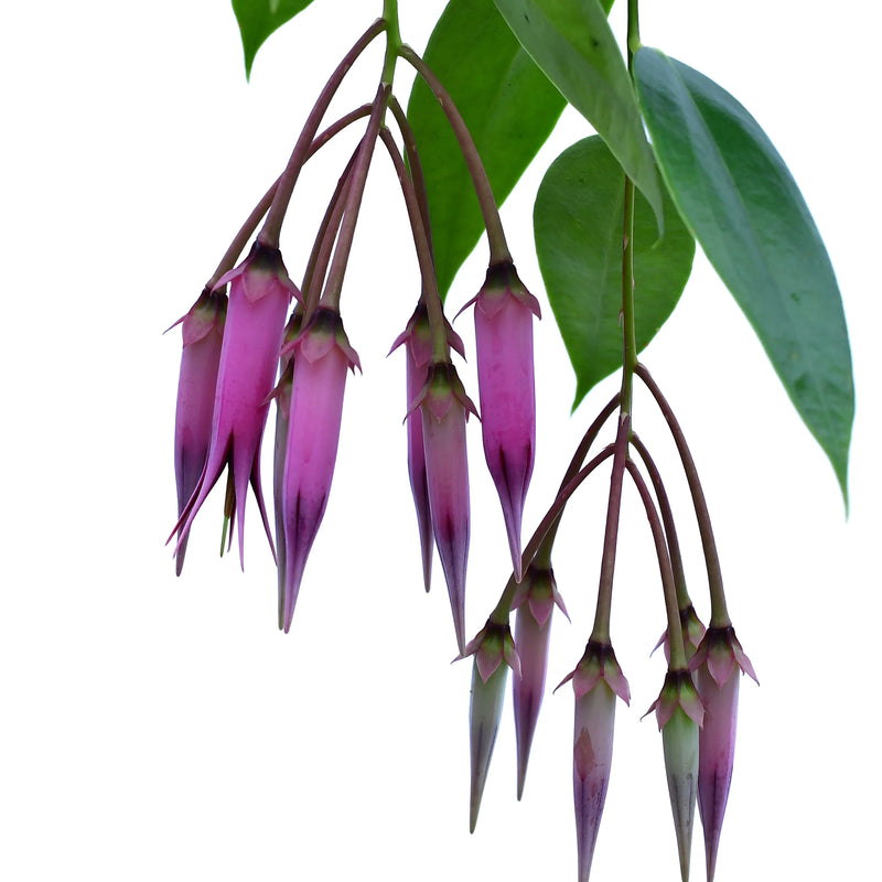 Ceratostema zamorana