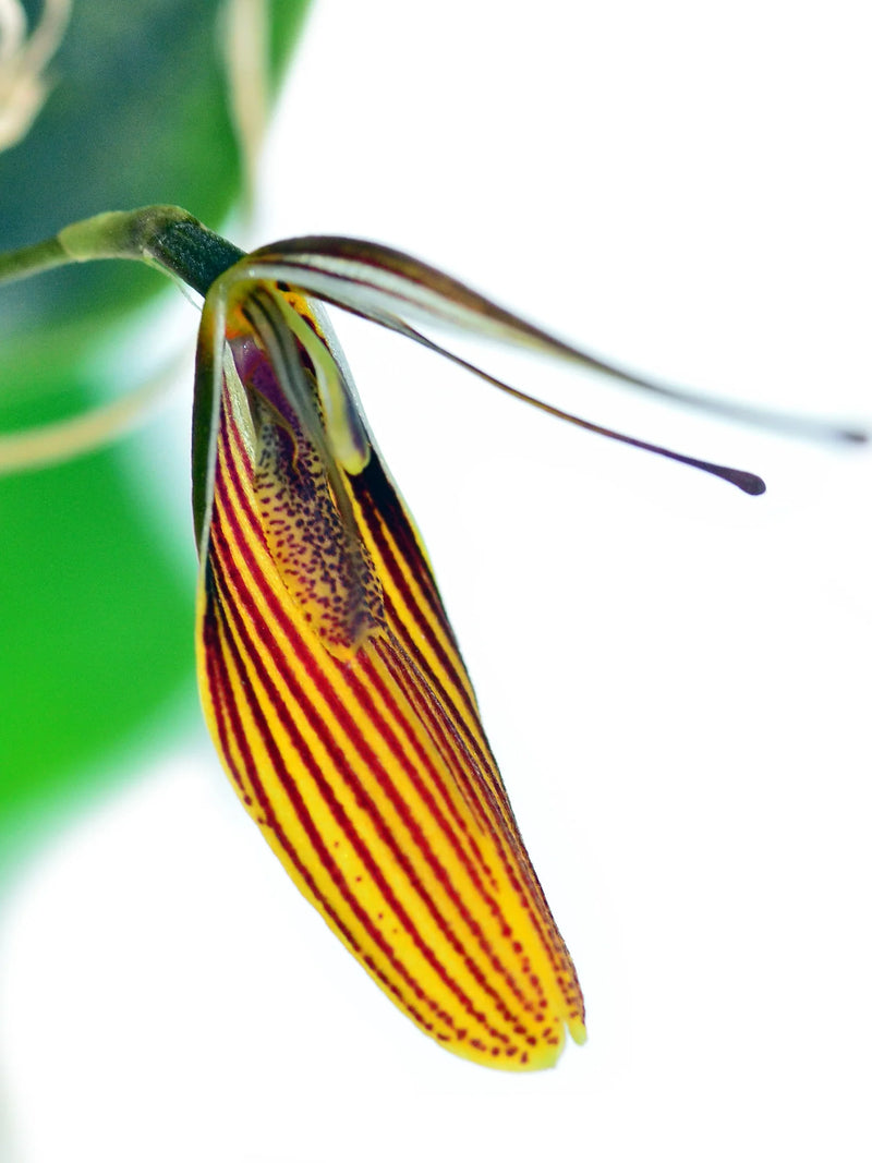 Restrepia tabeae
