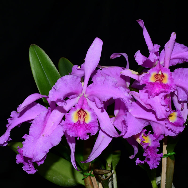 Cattleya Carmen