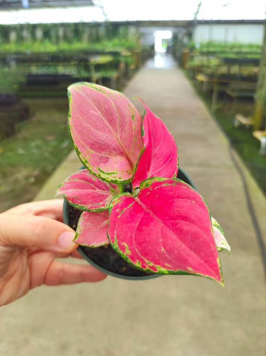 Aglaonema 'Ruby'