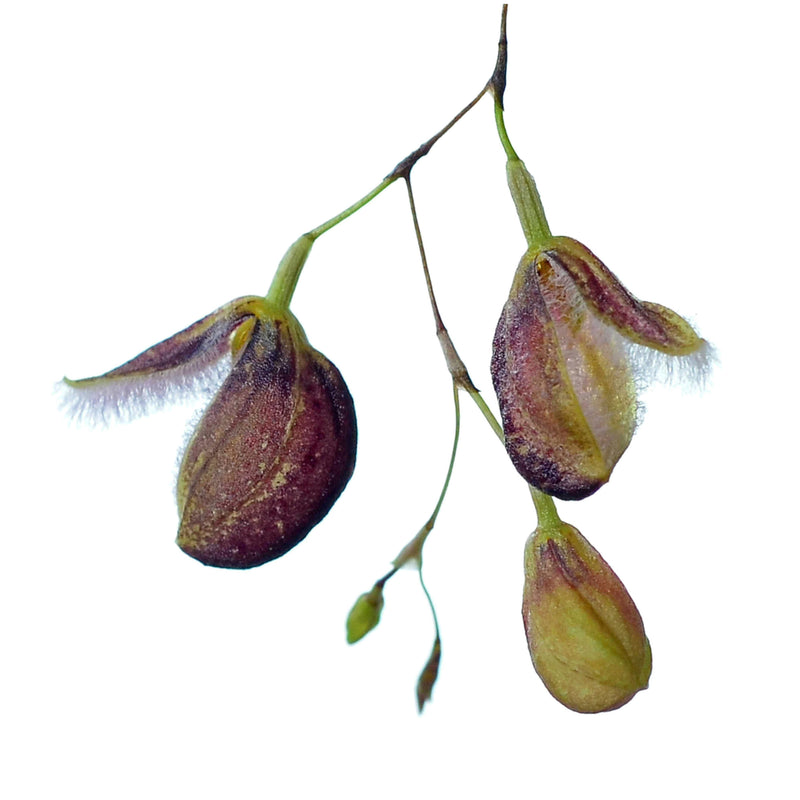 Pleurothallis cypripedioides