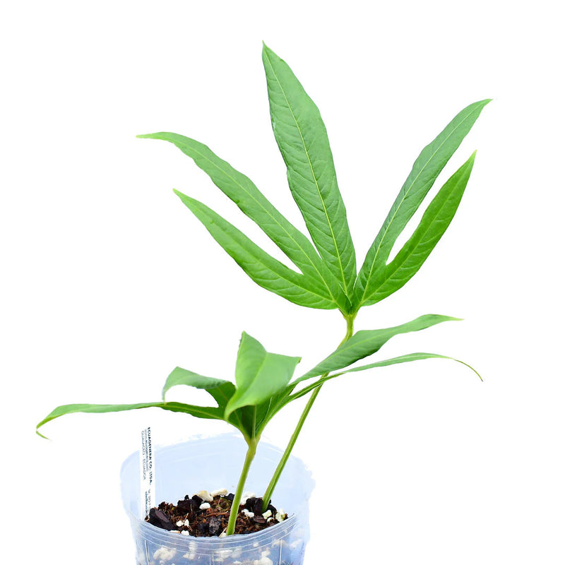 Anthurium angustisectum