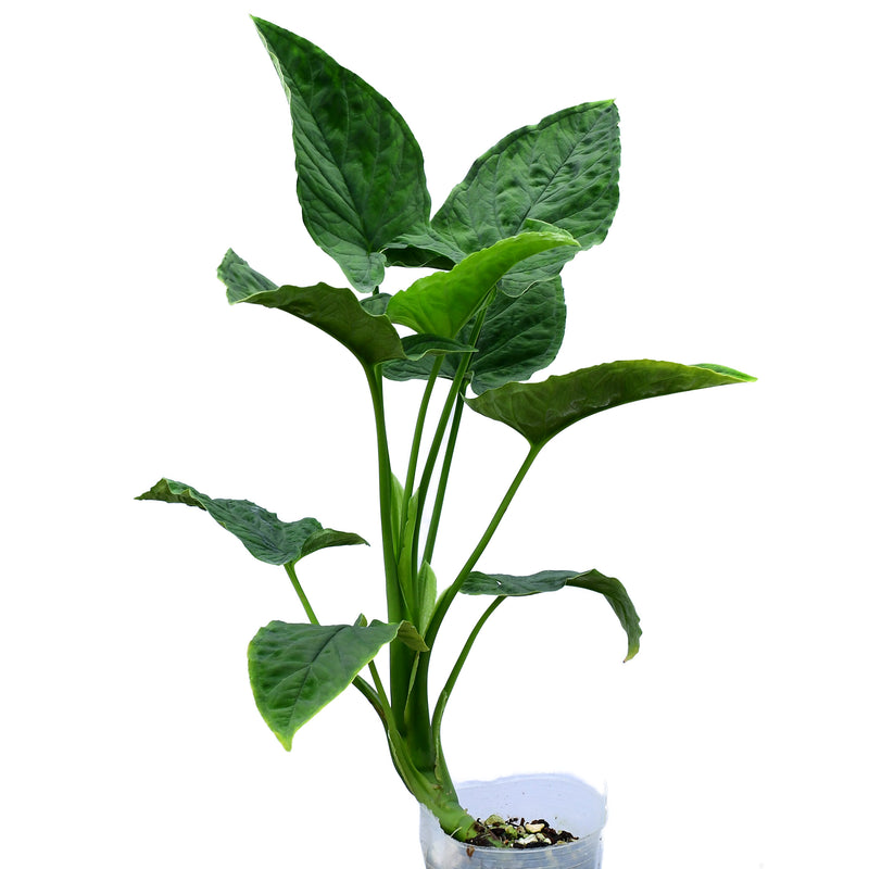 Chlorospatha sp ‘Pastaza’