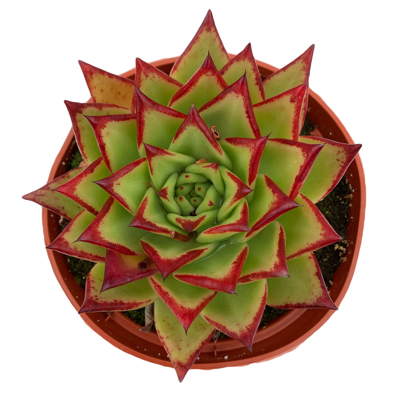 Echeveria Agavoides Lipstick 8"