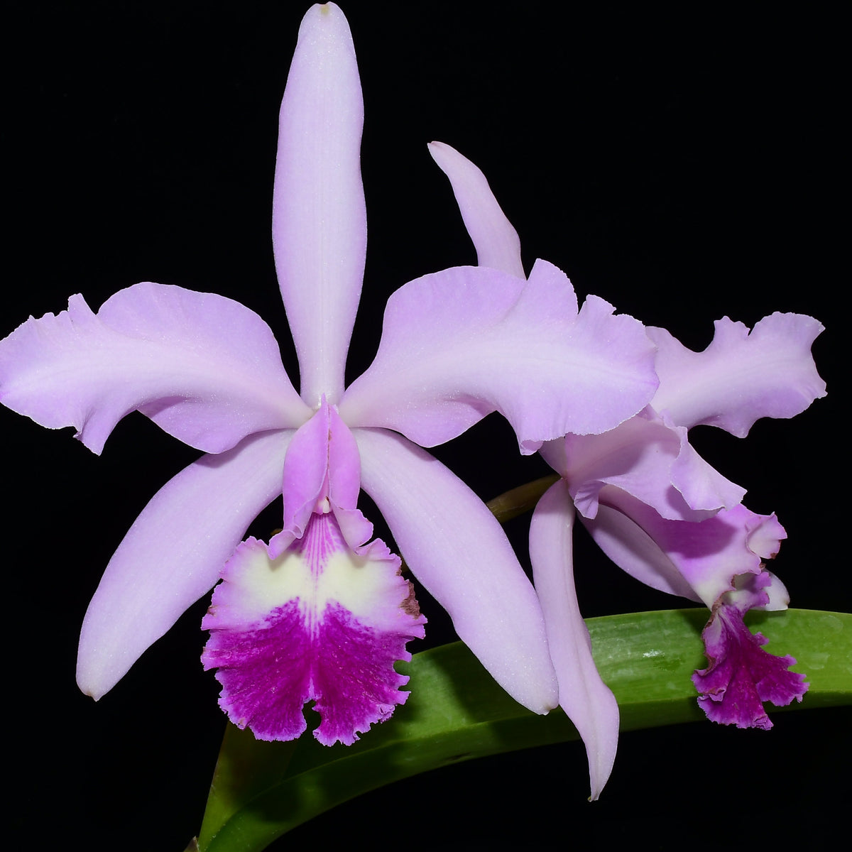 Cattleya Intermedia-Gigas — Ecuagenera California