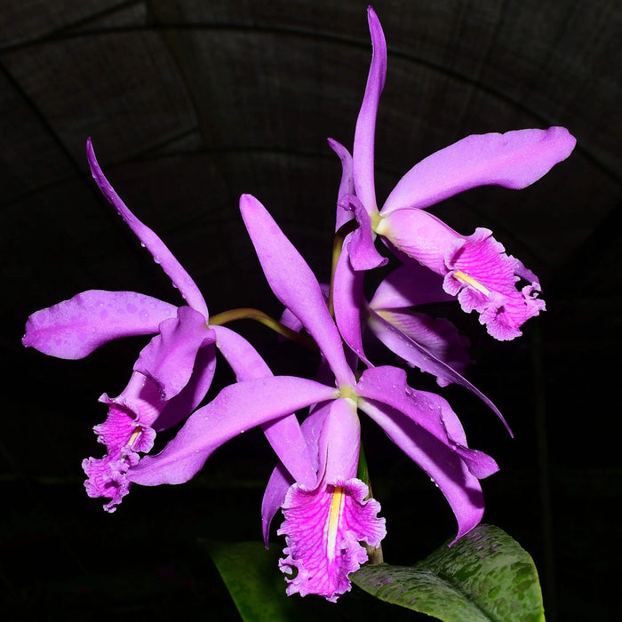 Cattleya maxima Ecua 0201 x Ecua 0204