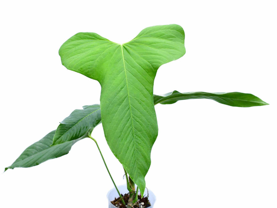 Anthurium argyrostachyum 'Yasuni'