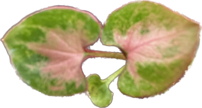 Syngonium Pink Perfection