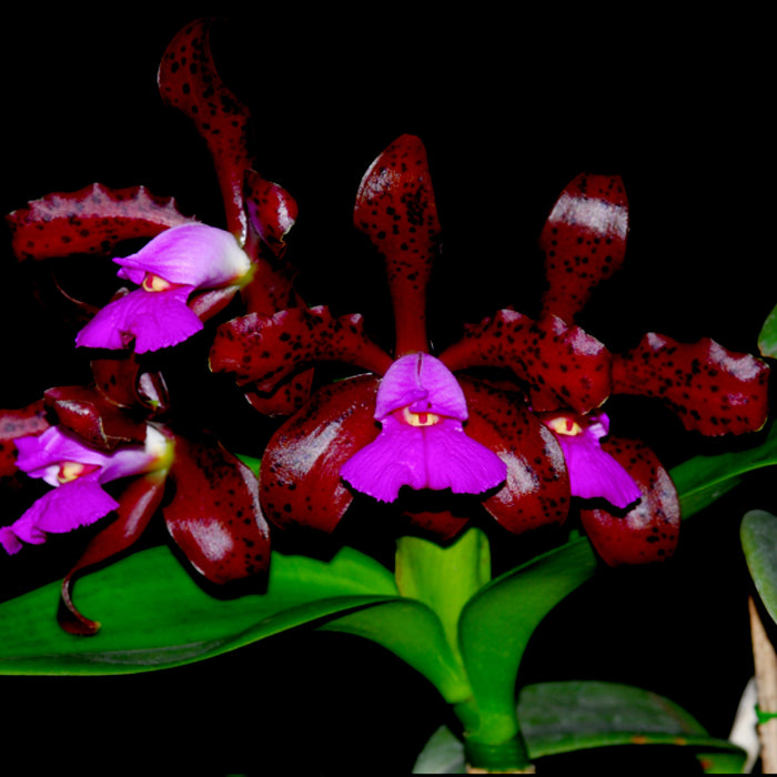 Cattleya tigrina