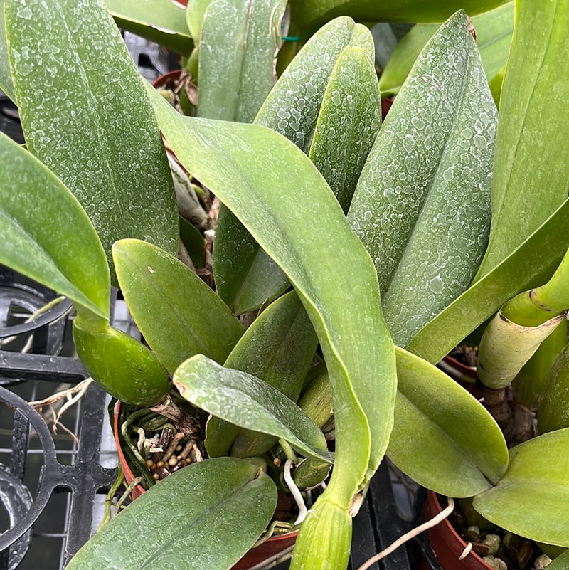 Rhyncholaeliocattleya Carioca Girl