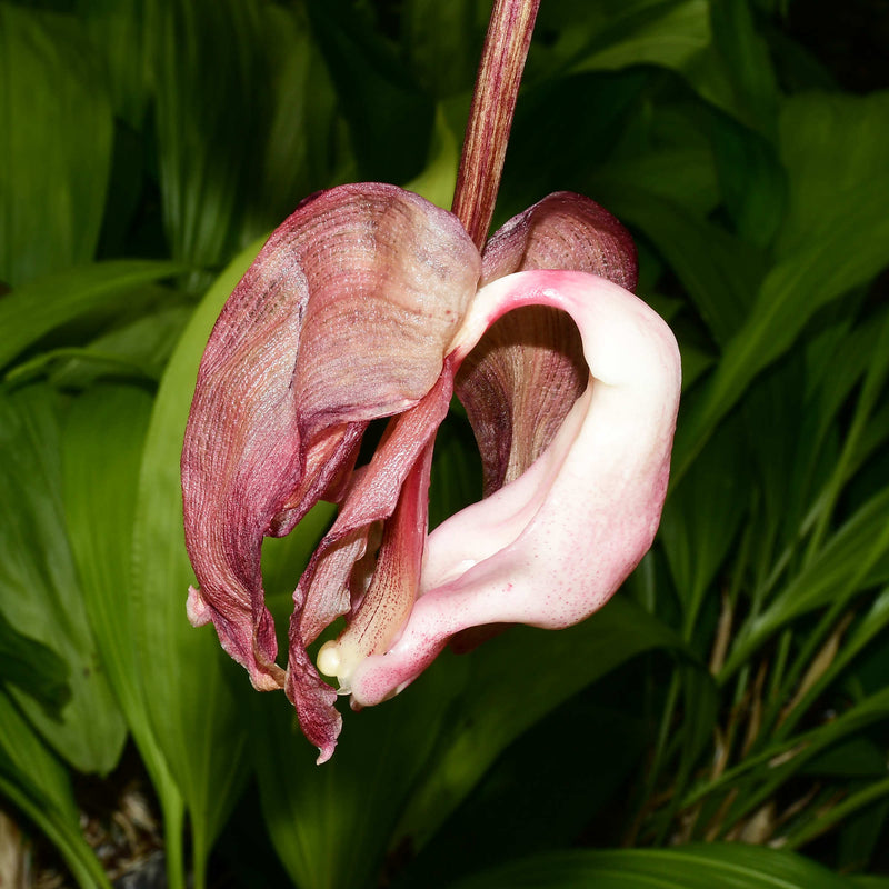 Coryhopea Ecuagenera