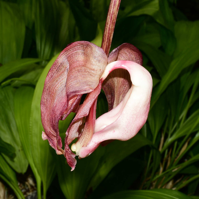 Coryhopea Ecuagenera