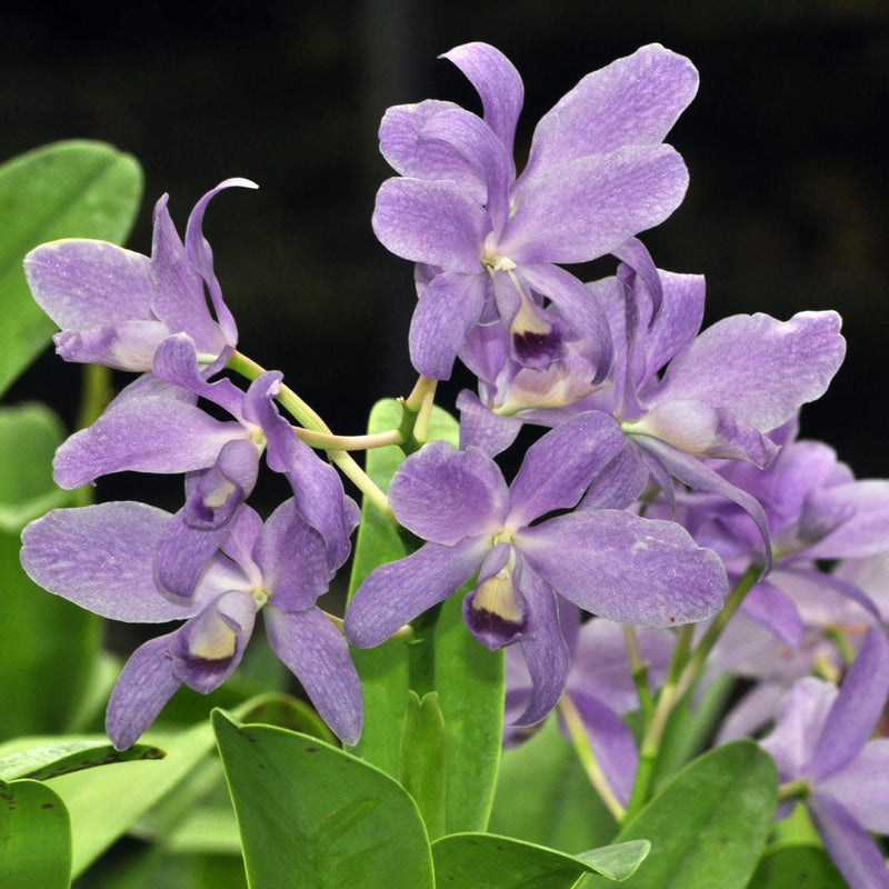 Cattleya bowringiana f. coerulea