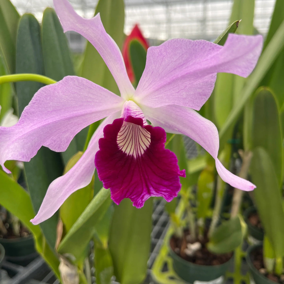 Laelia purpurata Ecuagenera x vinicolor Inti — Ecuagenera California