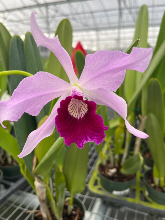 Laelia purpurata Ecuagenera x vinicolor Inti