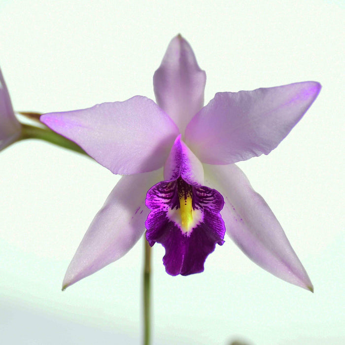 Laelia anceps