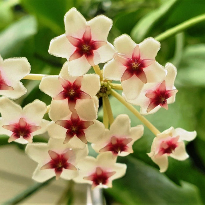 Hoya oblongata