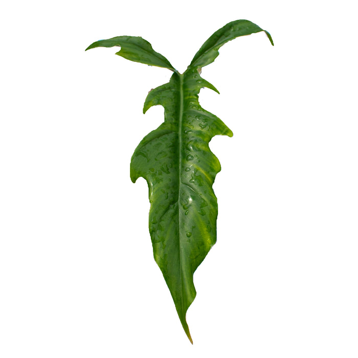 Philodendron Lavinia