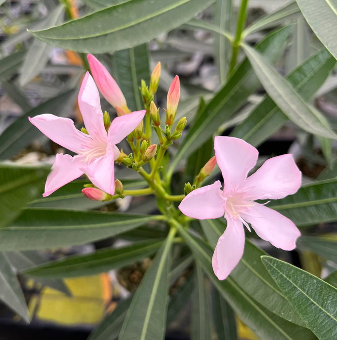 Nerium oleander 'Dwarf Pink Ice'