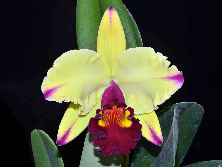 Rhyncholaeliocattleya Dora Louise Capen