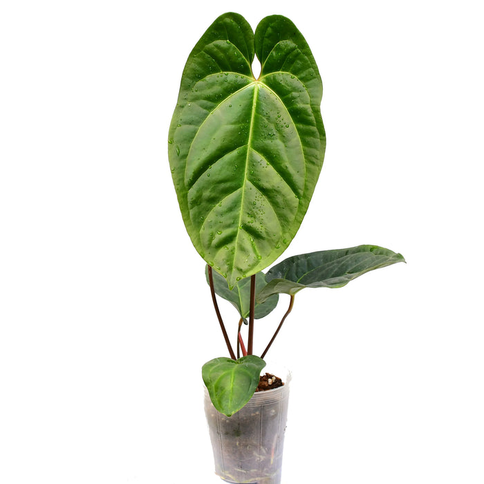 Anthurium besseae galaxy x aff