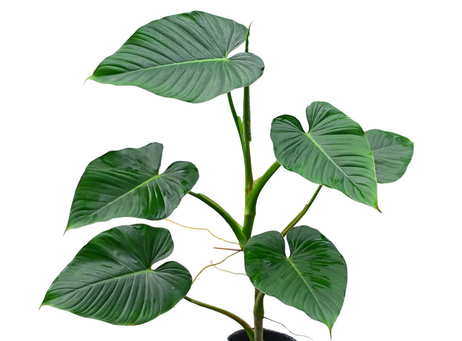 Philodendron rubrocinctum red