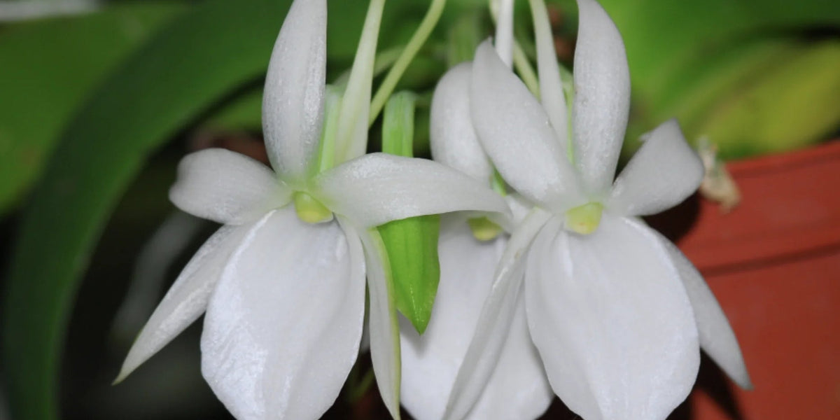 Angraecum leonis comoro — Ecuagenera California