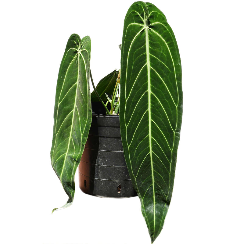 Anthurium warocqueanum 'Big'