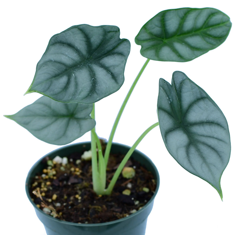 Alocasia Silver Dragon