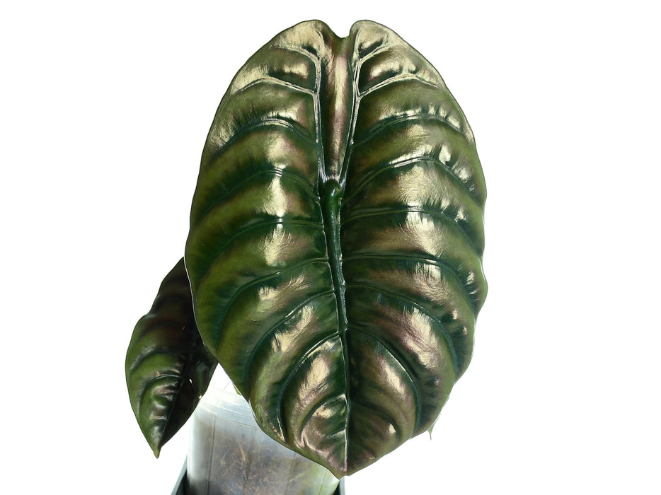 Alocasia cuprea