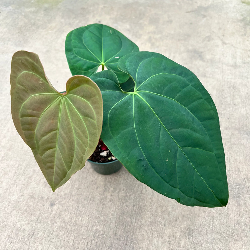 Anthurium Rio Negro