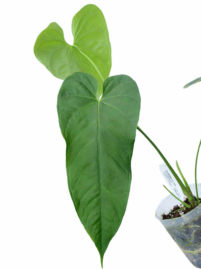 Anthurium balaoanum
