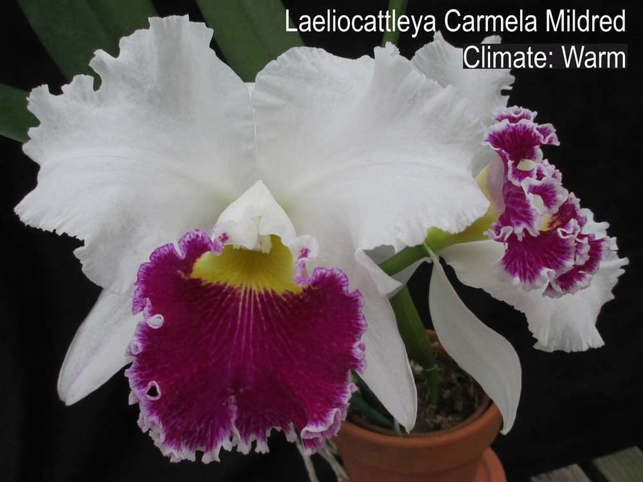 Laeliocattleya Carmela Mildred